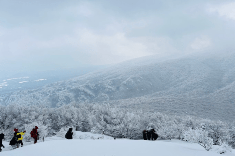 Jeju: Winter SouthWest Tangerine Pick, Snow, Camellia, Tour
