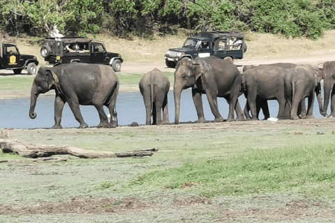 Minneriya National Park: Half-Day Evening Jeep Safari