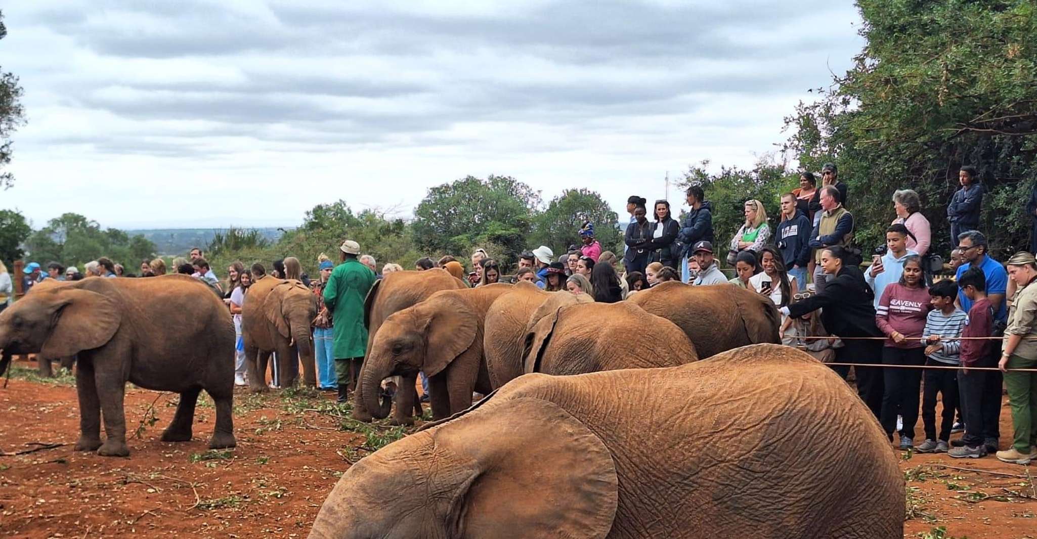 Bomas Of Kenya, National Park, Elephants & Giraffe Day Trip - Housity