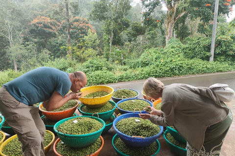 Kochi: Urban Spice Trail Walk