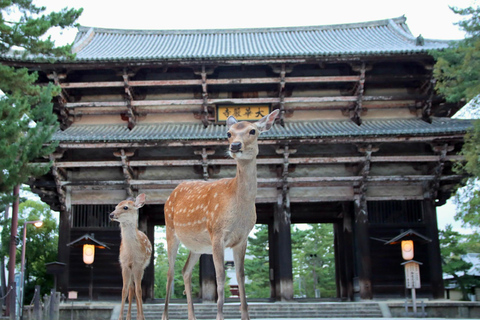 From Nara:Half-Day Bus Tour to UNESCO Heritage&Mt. Wakakusa 12:30 JR Nara Station East Exit