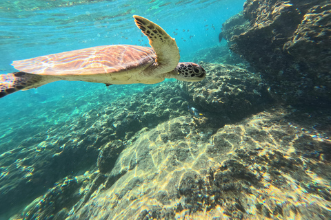 马斯喀特：在达亚马尼亚特群岛与海龟一起浮潜和皮划艇半日团体浮潜和皮划艇之旅，与海龟同行