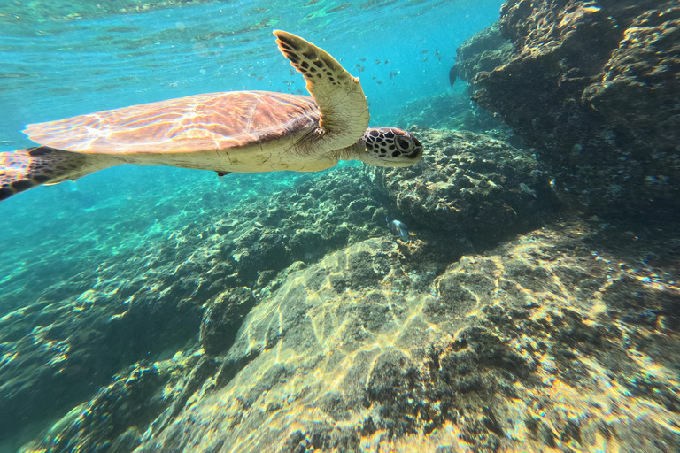 马斯喀特：在达亚马尼亚特群岛与海龟一起浮潜和皮划艇半日团体浮潜和皮划艇之旅，与海龟同行