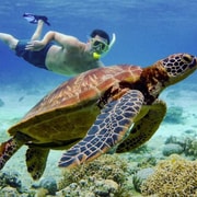 Cebu: Island Hopping Pescador,Sardine Run andTurtle Paradise