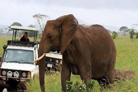 Safari di lusso di 4 giorni nel Parco Nazionale di Amboseli