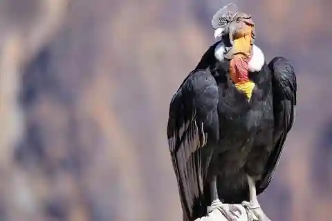 De Arequipa: Excursão ao Canyon do Colca com café da manhã e almoço