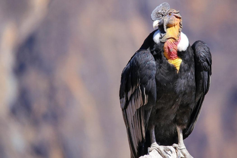 Full Day at the Colca + Transfer to Puno