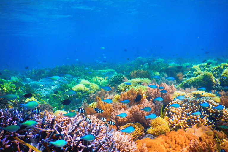 Gili Kondo, Bidara & Petagan Snorkeling Day Trip with Lunch Lombok: Gili Kondo, Bidara, Petagan Snorkel for small group