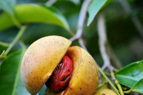Zanzibar: Spice Farm, Stone Town or Jozani Forest with lunch Spice Farm Experience with lunch – (No Transport)
