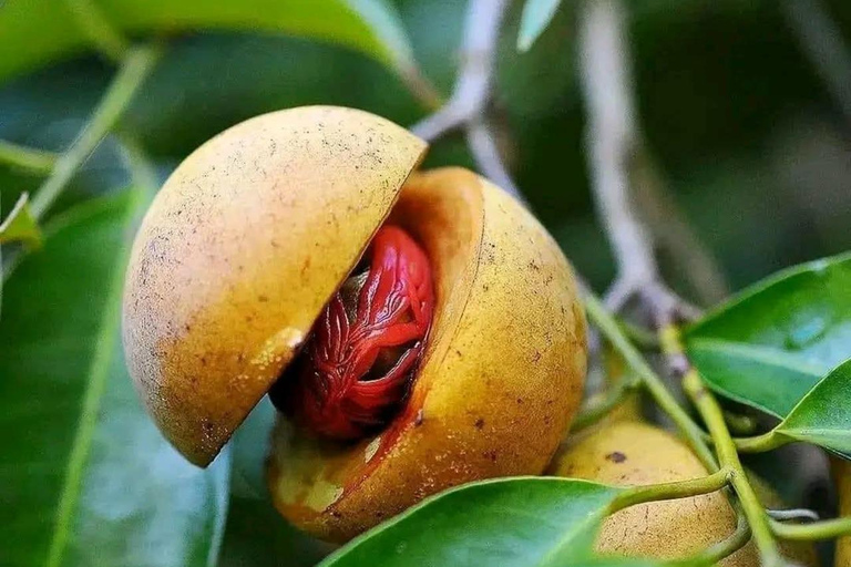 Zanzibar: Spice Farm, Stone Town or Jozani Forest with lunch Spice Farm Experience with lunch – (No Transport)