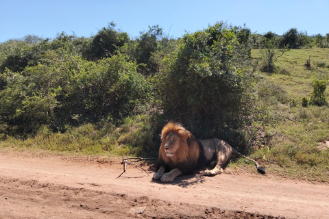 Johannesburg: 10-Day Victoria Falls & Garden Route Tour