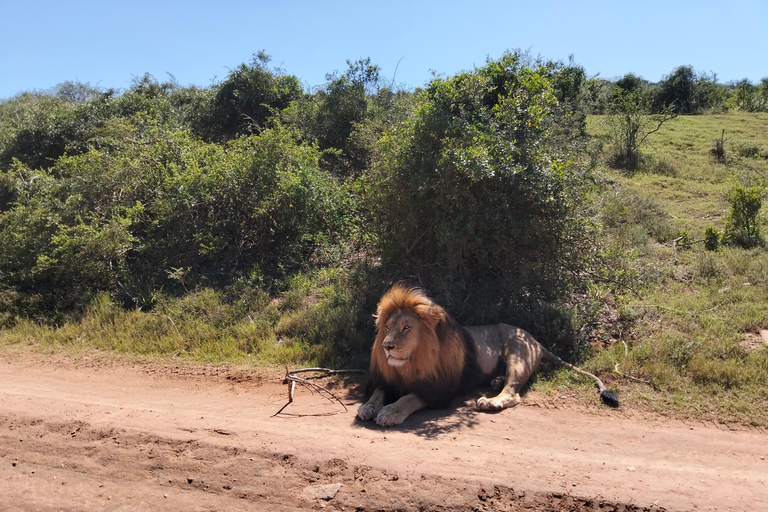 Johannesburg: 10-Day Victoria Falls & Garden Route Tour