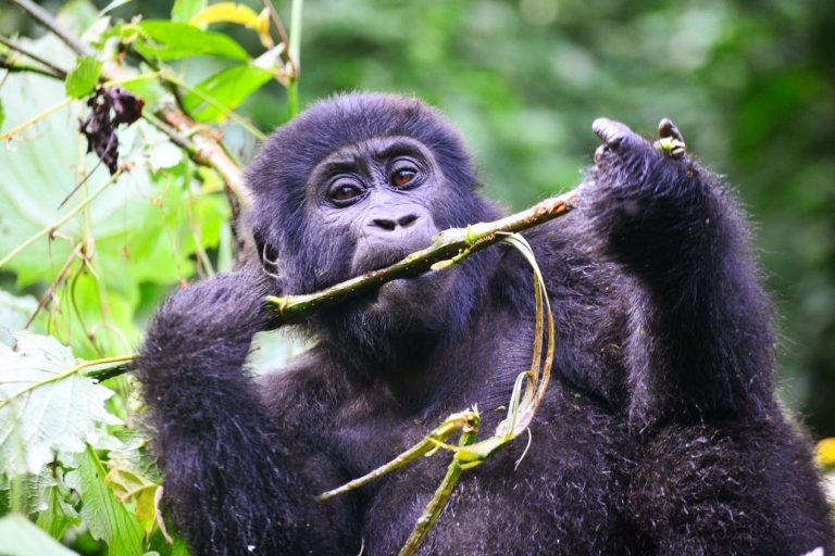 Uganda: 9-dniowe safari z gorylami, Szympansami, Wielką Piątką i Wielkimi Kotami