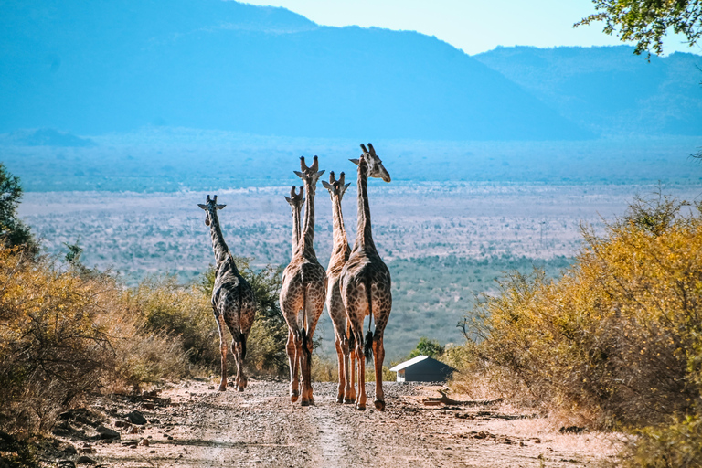 3 days Madikwe Safari from Johannesburg