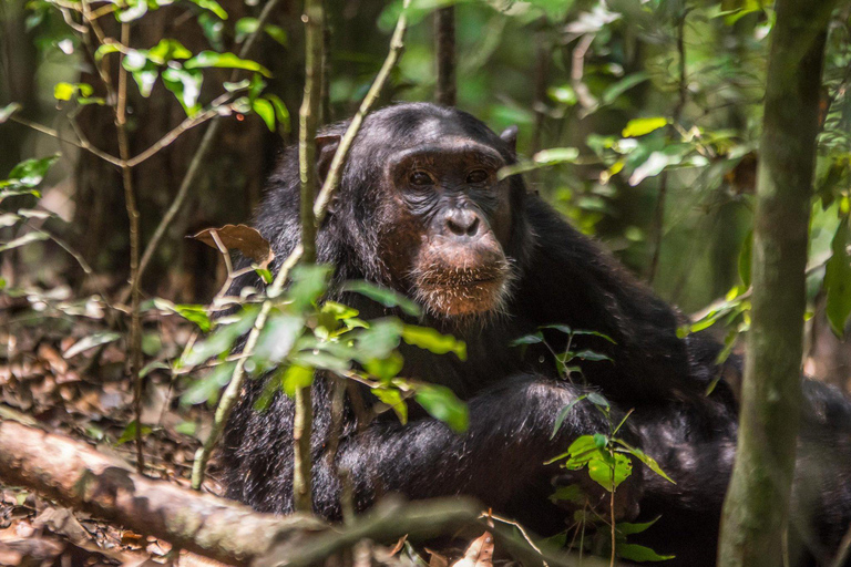 3-Day Kibale National Park Chimpanzee Tour