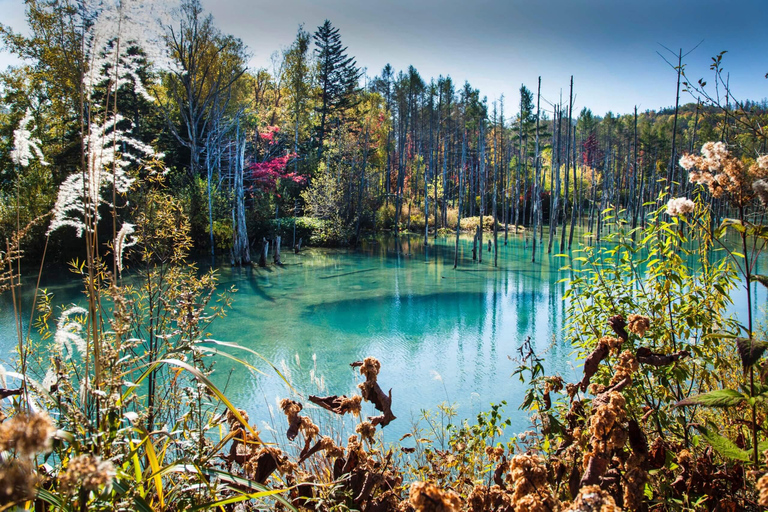 سابورو: جولة في حديقة أساهياما للحيوانات والبركة الزرقاء والينبوع الساخنالطريق C - 7:30 من الفندق/الم