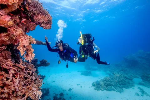 Jeddahs Meereswunder: Tauche ins Rote Meer ein