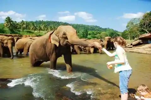 Excursion d'une journée à Pinnawala, Kandy et la fabrique de thé au départ de Colombo