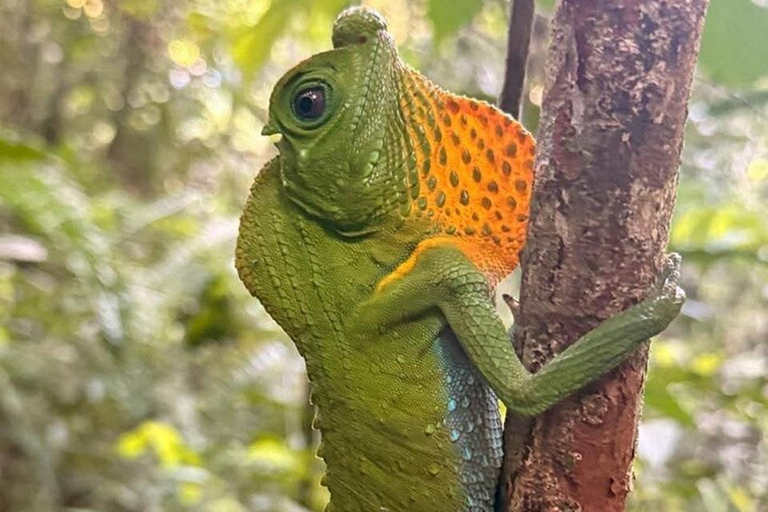 6 Hour Sinharaja Rainforest Tour