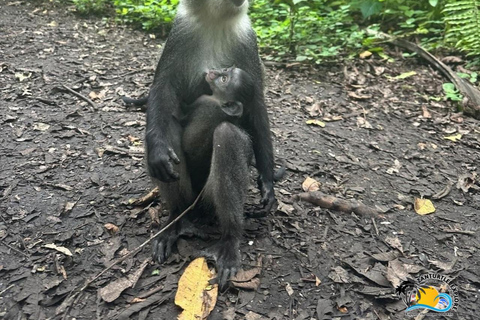 Zanzibar: Blå lagunen, sjöstjärnor och Jozani-skogenTransfer till hotell var som helst på Zanzibar