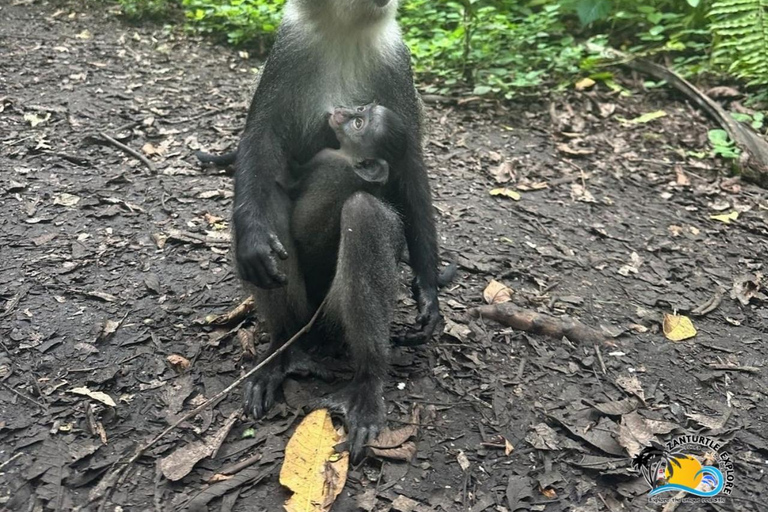 Zanzibar: Blå lagunen, sjöstjärnor och Jozani-skogenTransfer till hotell var som helst på Zanzibar