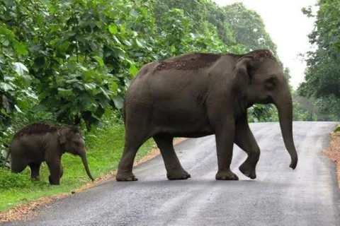 Tour della stazione collinare di Munnar e della fauna selvatica di Periyar (03 giorni)