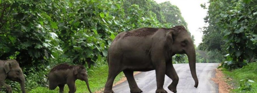 Kochi : - Visite guidée de 4 jours à Munnar et de la réserve de Periyar