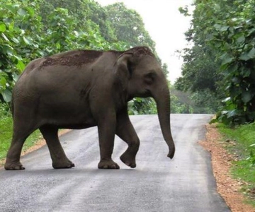 Estação montanhosa de Munnar com excursão à vida selvagem de Periyar (03 dias)