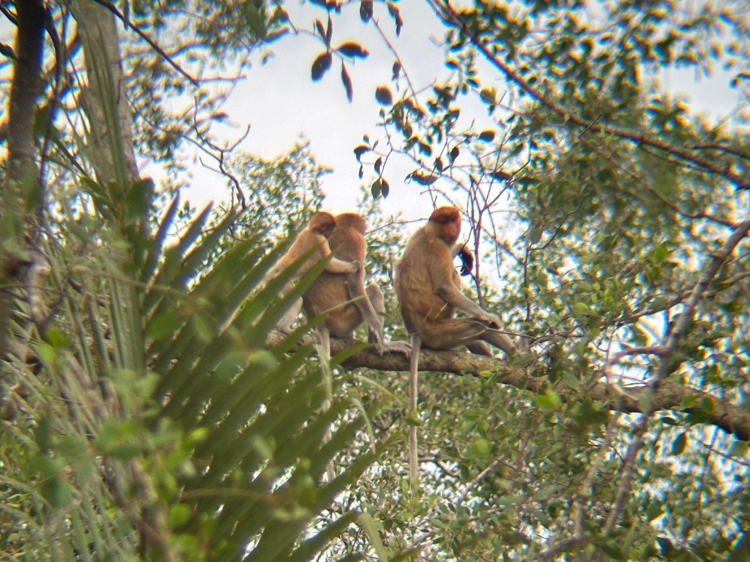 Sabah: Weston Wetland River Cruise mit Abendessen