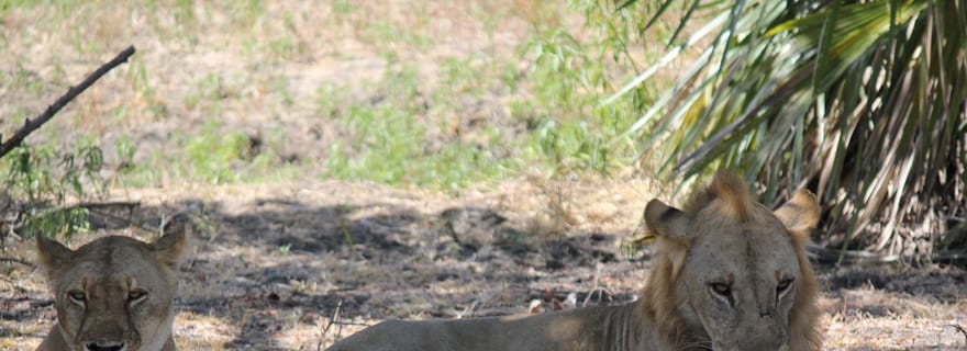 Visite du parc national Nyerere