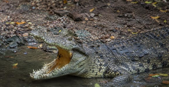 Mauritius: Discover the Wild South–Crocodile, Falls & Horse