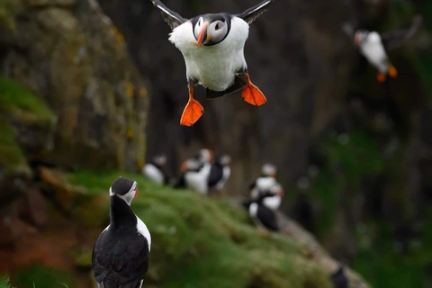 Faroe Islands: RIB Boat Tour to Klæmintsgjógv Sea Cave