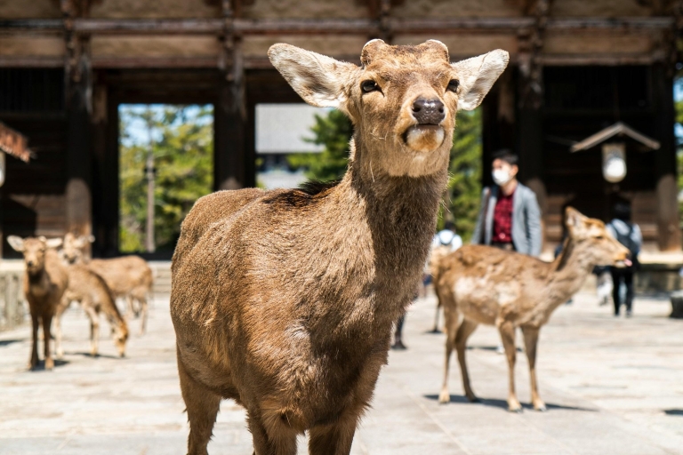 Paseo por el Patrimonio de Nara desde el Parque de Nara hasta el templo Todaji-jiTour privado