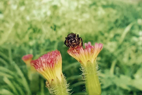 Medellín: Excursion to Arví and Finca de Flores - Hike, Snack & Lunch
