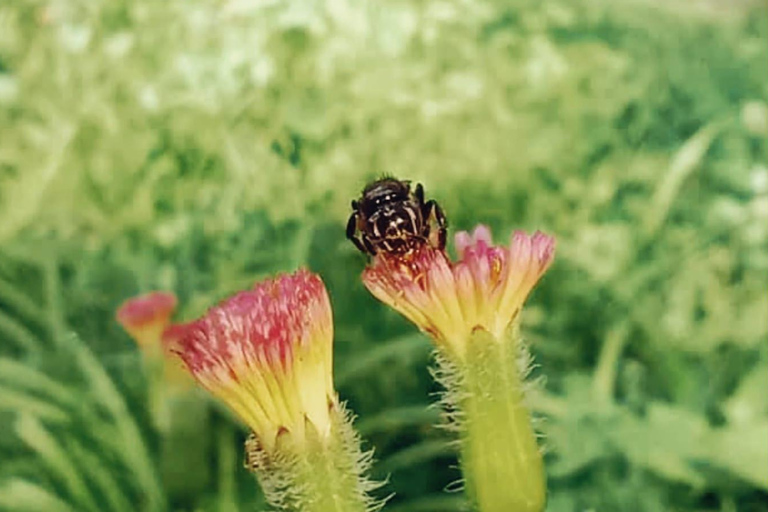 Medellín: Excursion to Arví and Finca de Flores - Hike, Snack & Lunch
