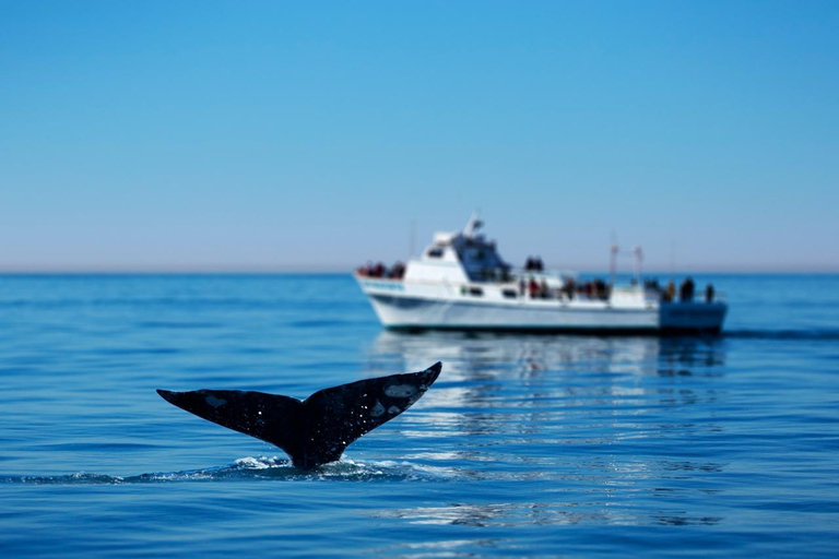 Observation des baleines à Hermanus Visite d'une jounée, au départ du Cap