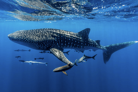 Boracay Whale Shark Watching with Transfer (Libertad)