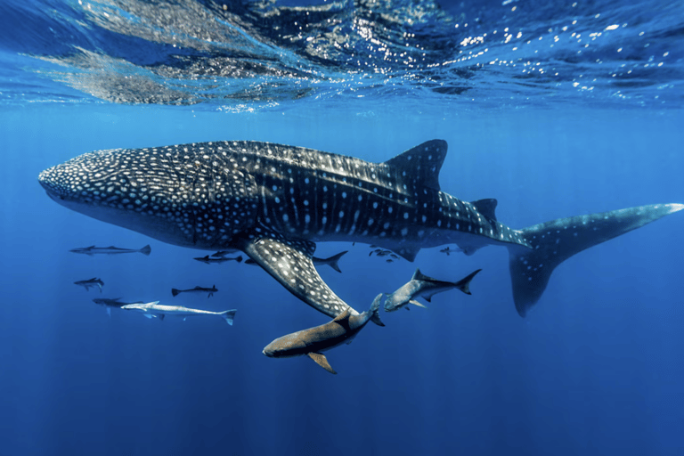 Boracay Whale Shark Watching with Transfer (Libertad)