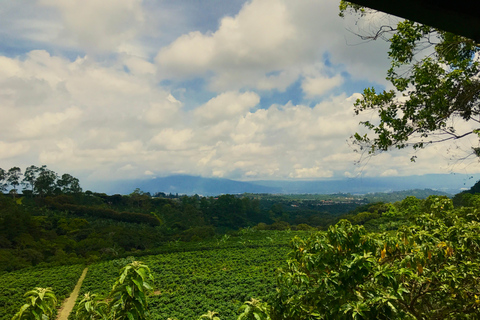 San José: La Fortuna Transfer with Coffee Tour at Doka Farm