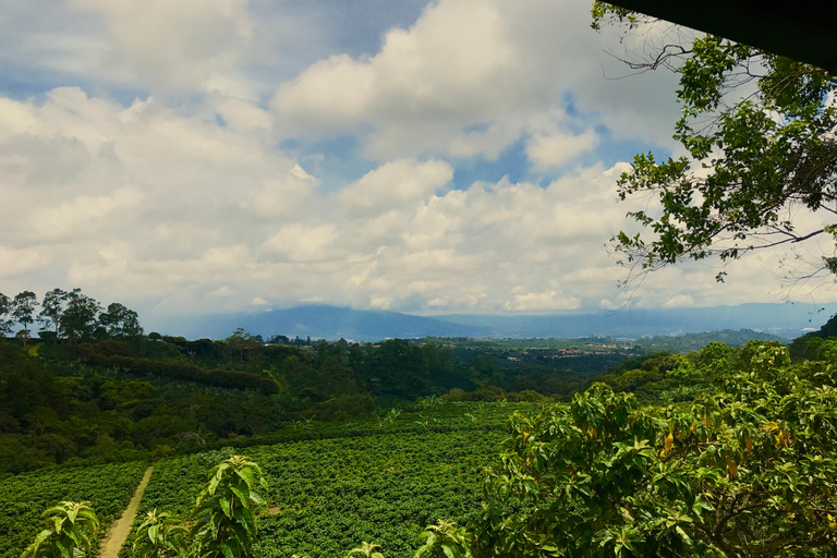 San José: La Fortuna Transfer with Coffee Tour at Doka Farm