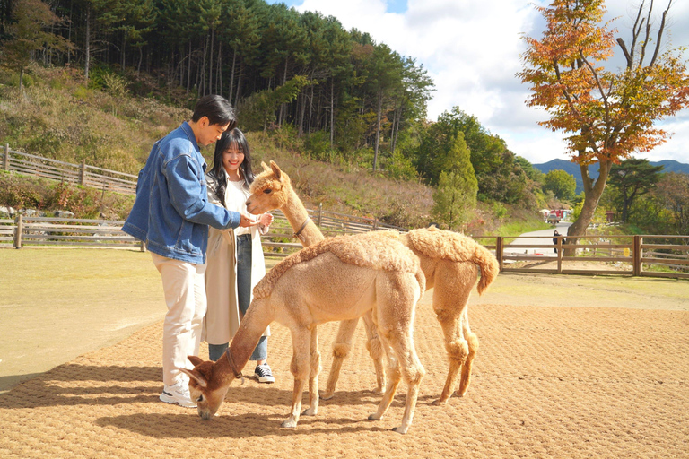 Seoul: Alpaca World, Railbike and opt Garden of Morning Calm Alpaca+Bike Shared Tour, Meet at Dongdaemun