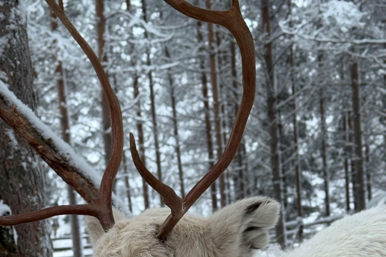Luosto: Private Snowmobile Safari to Reindeer Farm