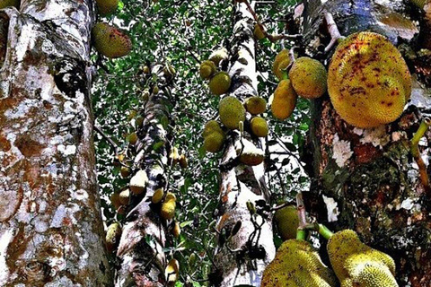 Sansibar: Jambo-Gewürzfarm-Tour mit Früchten und Mittagessen-OptionHoteltransfer überall – Zanzibar Gewürzfarm &amp; kostenlose Früchte