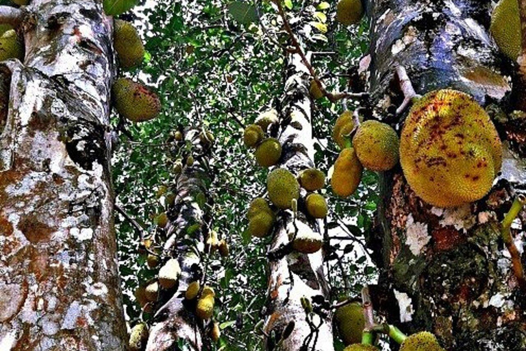 Zanzibar: tour della Jambo Spice Farm con frutta e pranzoTrasferimento dall'hotel ovunque – Fattoria delle spezie di Zanzibar e frutta gratis