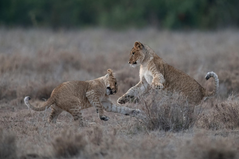 Nairobi: Safari de 3 dias em Maasai Mara com alojamento.AW