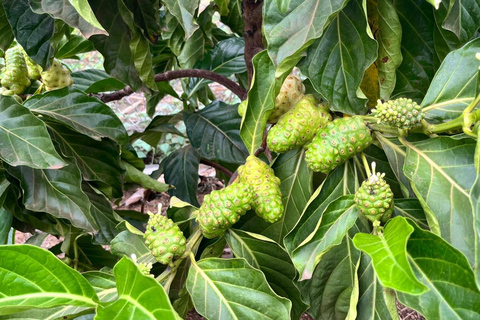 Traditional food cooking class