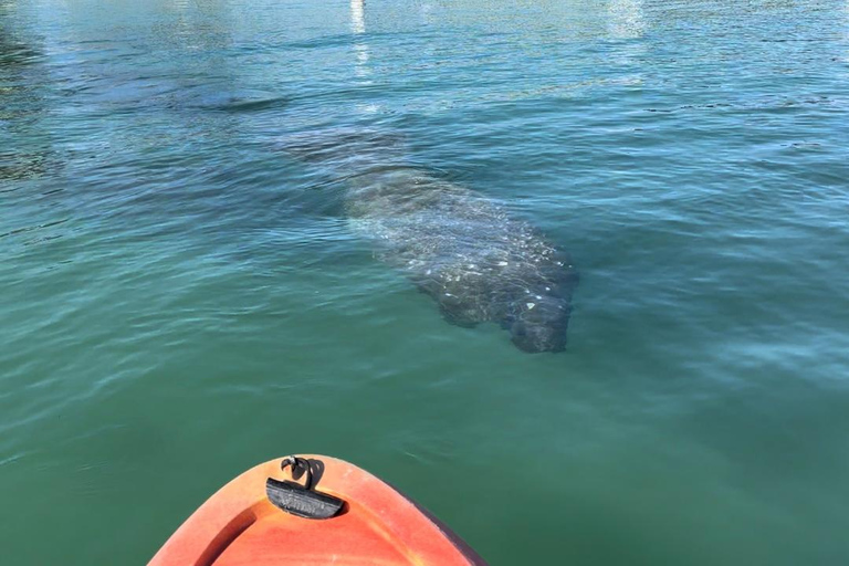 Bradenton: Anna Maria Island Guided Kayaking Manatee Tour