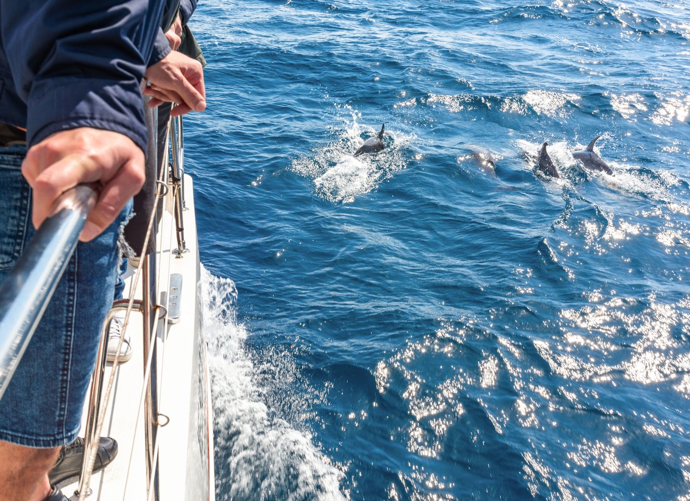 Fra Funchal: Delfin- og hvalsafari på Madeira