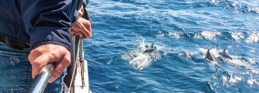 Z Funchal: wycieczka z obserwacją delfinów i wielorybów na Maderze