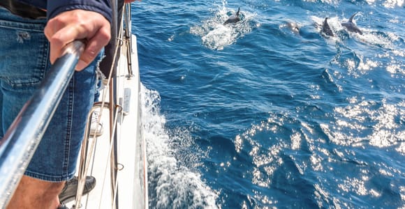 From Funchal: Madeira Dolphin and Whale Watching Tour by VMT